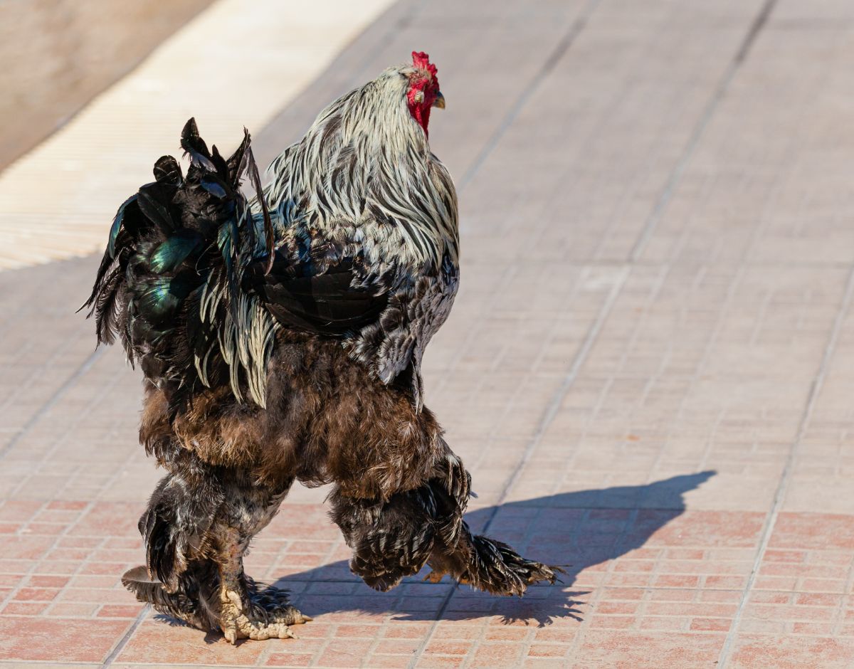 A fluffy-looking Booted bantam hen walking on a pavement.