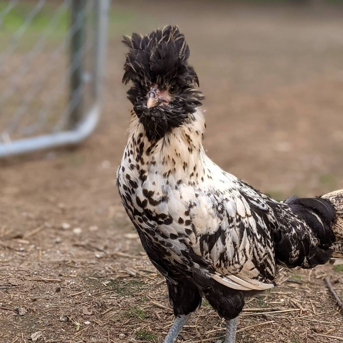 An adorable speckled Brabanter chicken in a backyard.