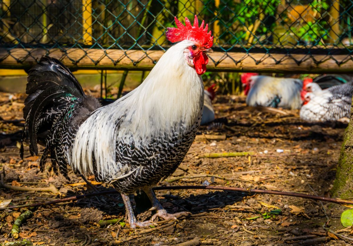 A beautiful Braekel rooster in a backyard.