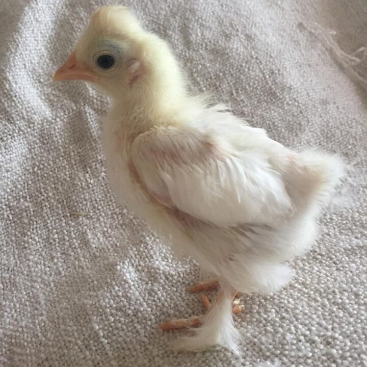 Burmese Bantam Chicken Breed Info Chicken & Chicks Info