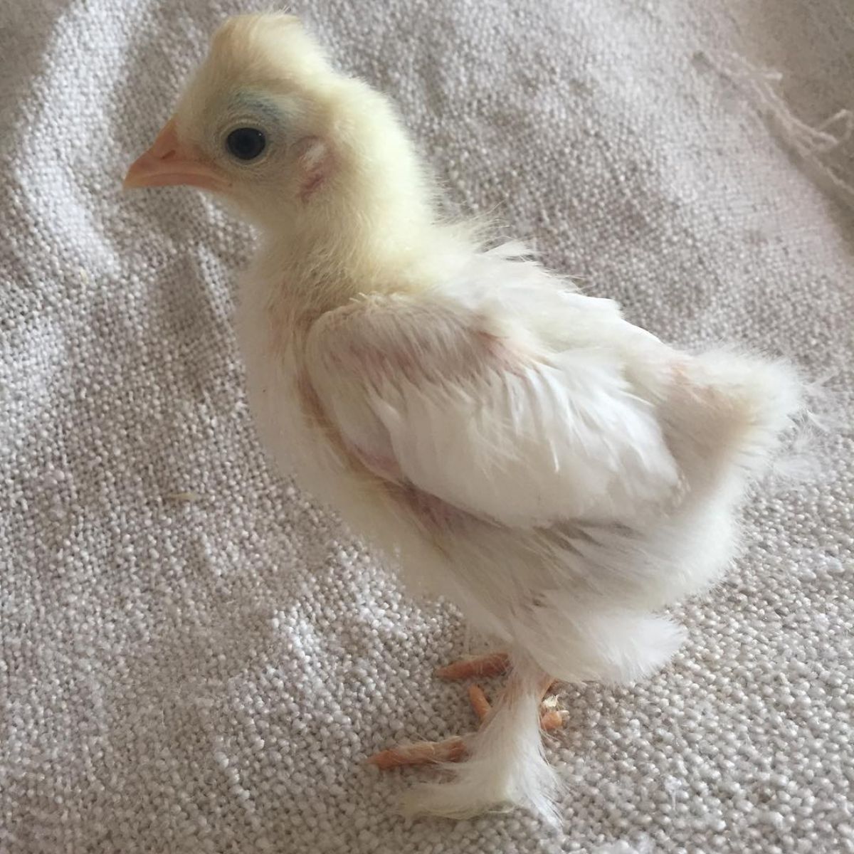 An adorable Burmese Bantam Chick on a burlap fabric.