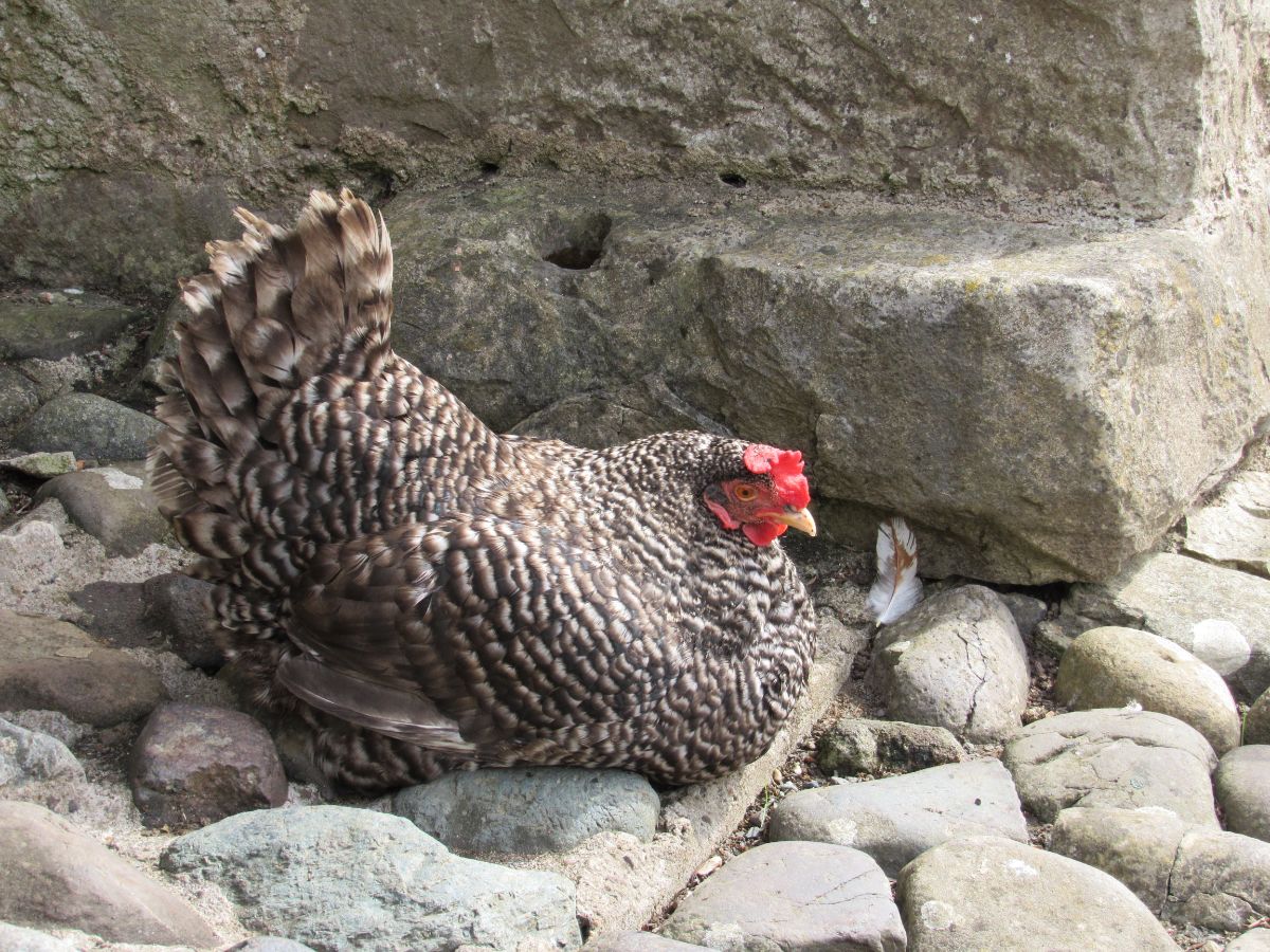 An adorable California Gray Chicken perched on rocks,