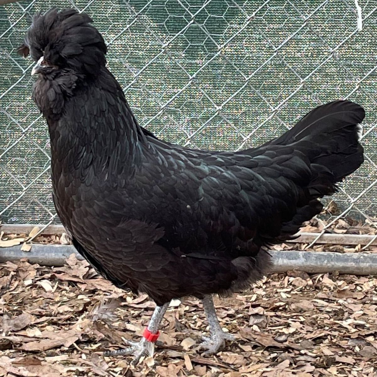A beautiful black Crevecoeur hen in a backyard.