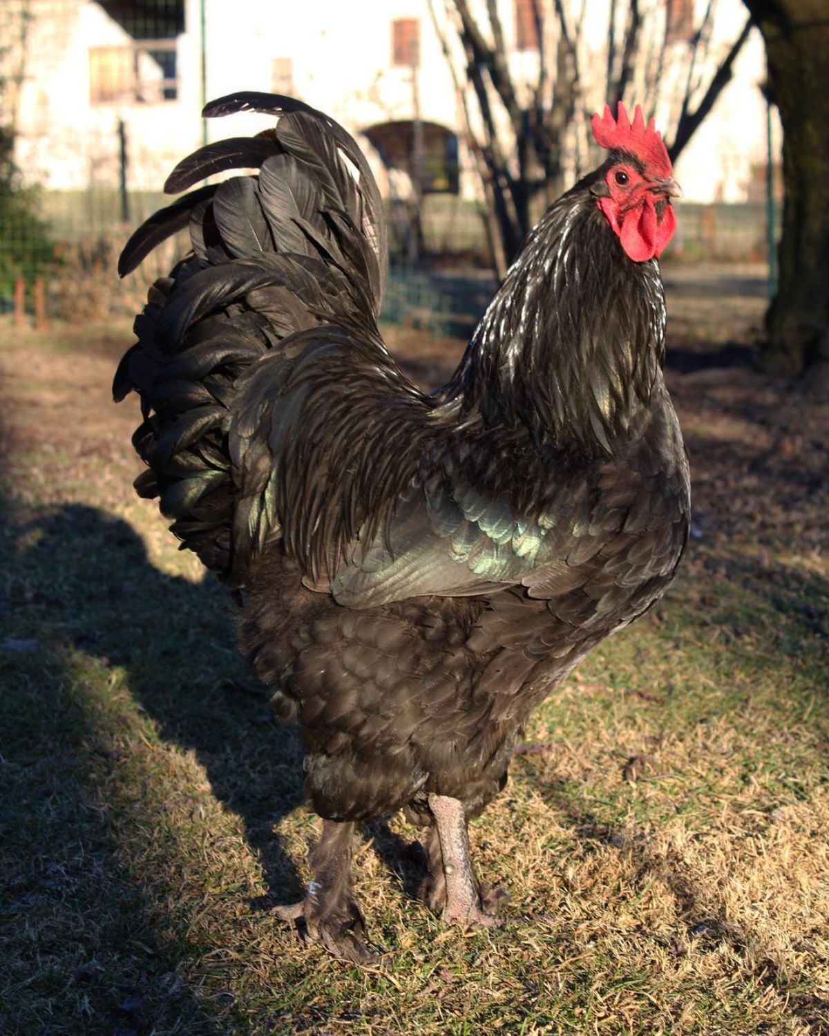 A beautiful Croad Langshan rooster in a backyard on a sunny day.