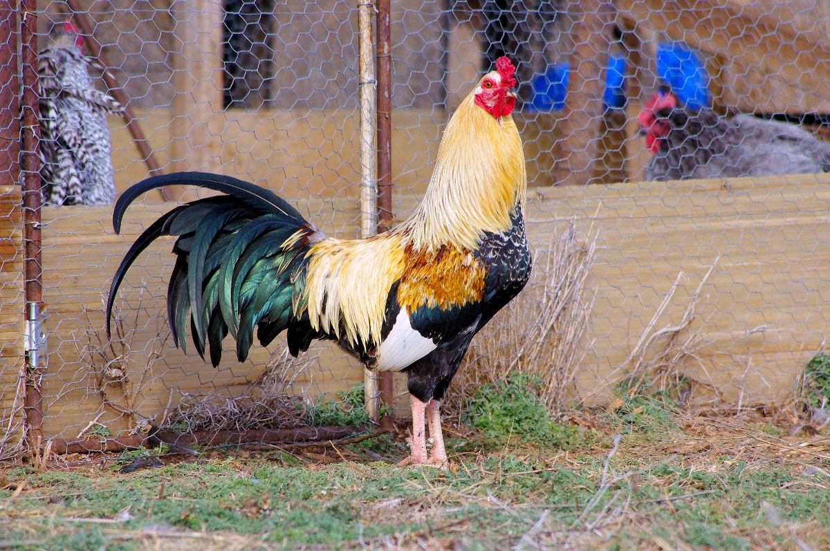 A beautiful golden duckwing Cubalaya rooster in a backyard.