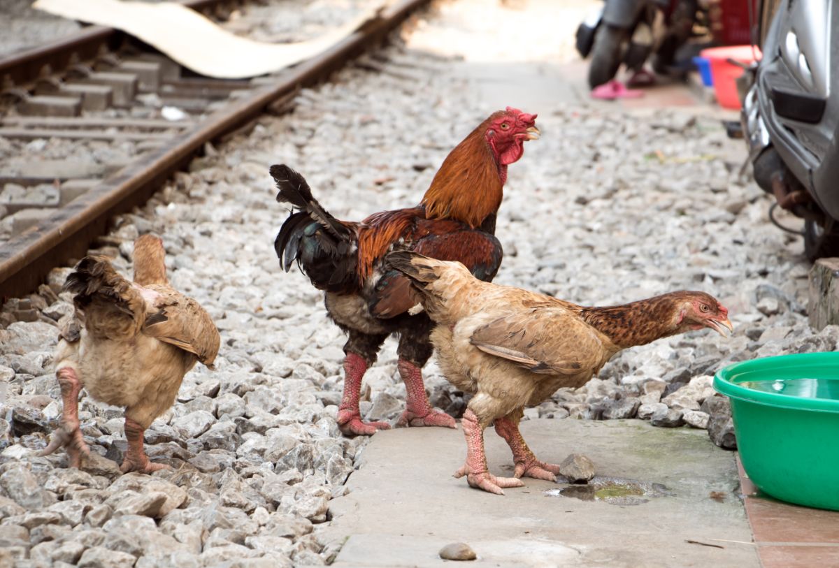 A Dragon Chicken flock wandering near a railway.