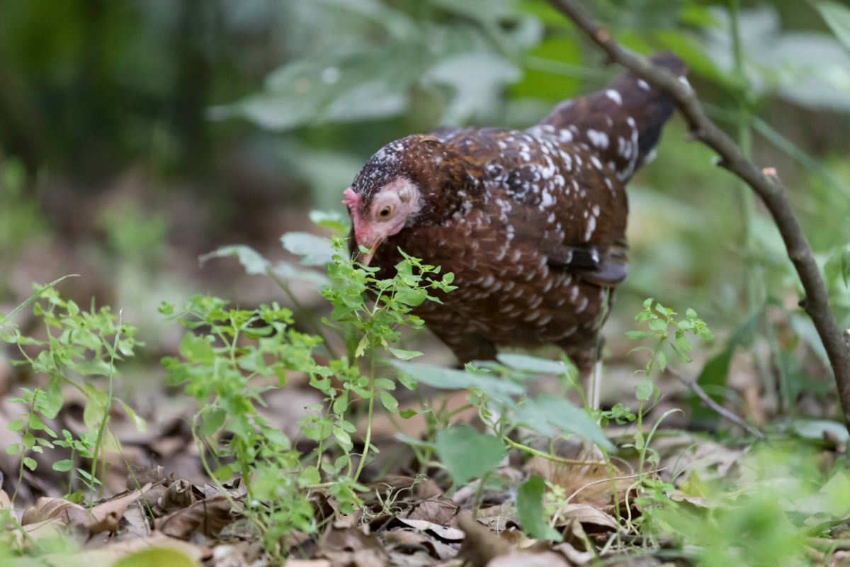 An adorable Dutch Bantam hen looking for food in a backyard.