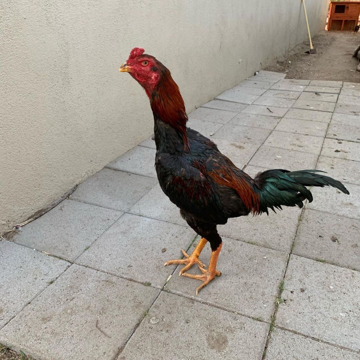 A tall Ga Noi rooster standing on a pavement.