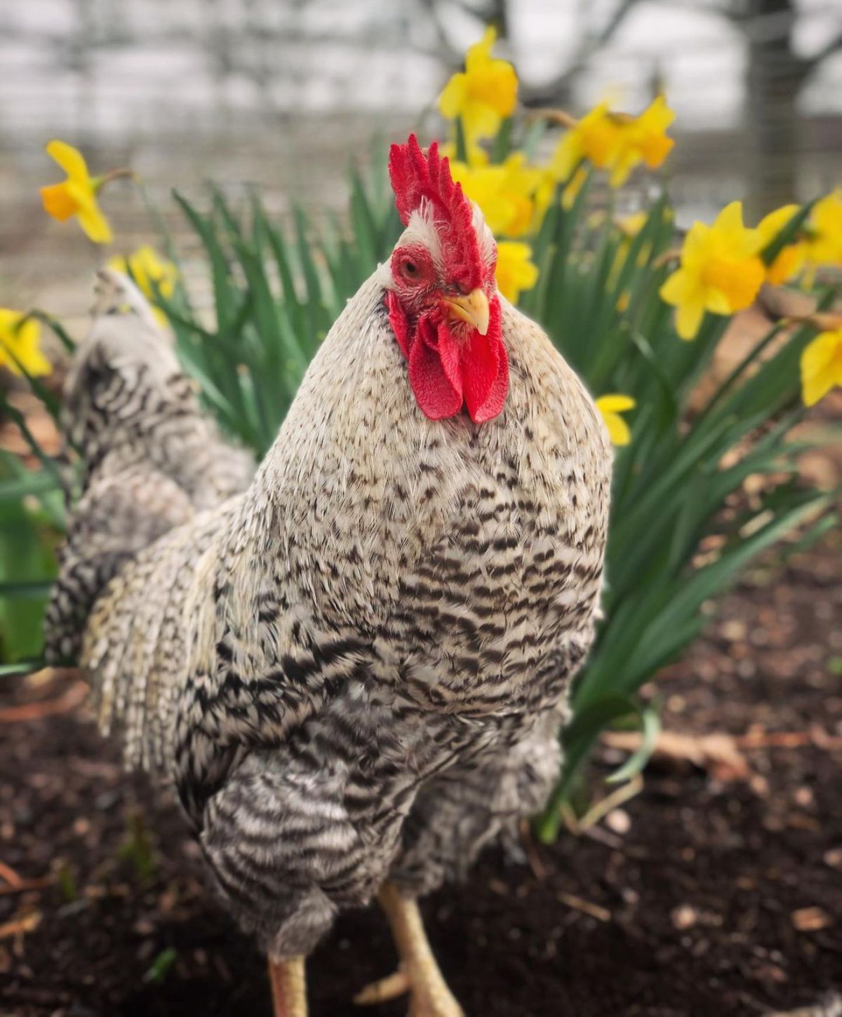 An adorable barred Holland rooster in a garden with flowering daffodils.