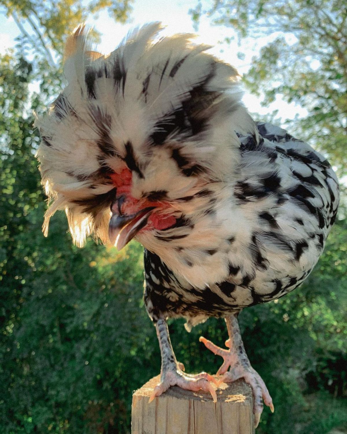 An adorable Mottled Houdan hen perched on a wooden pole.
