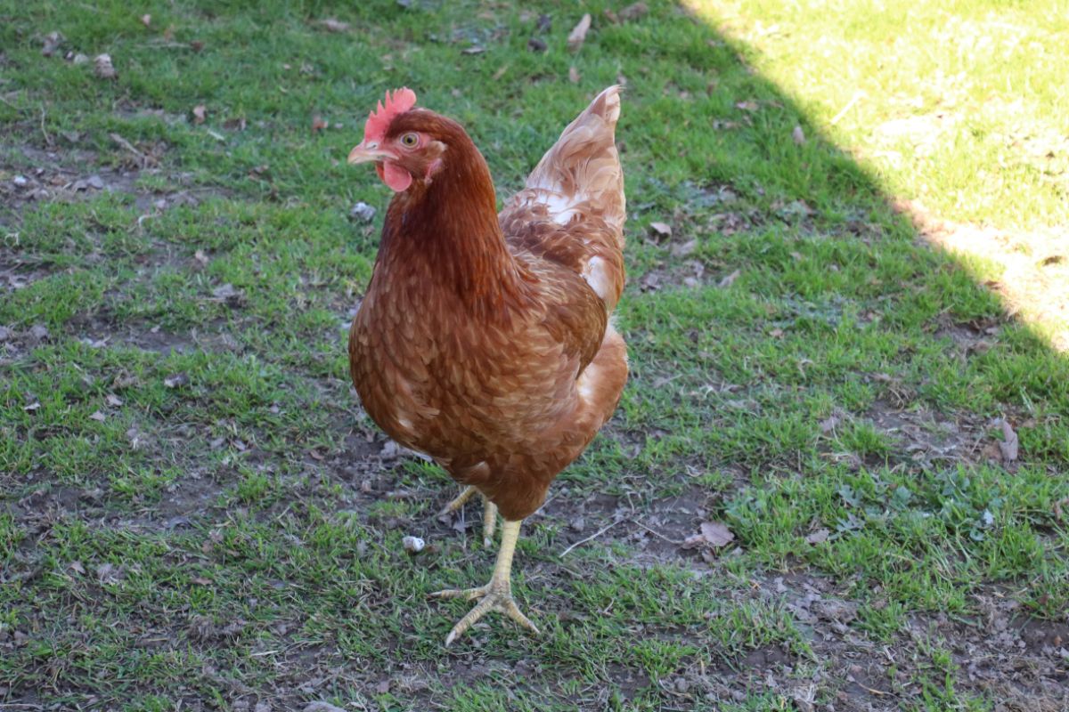 An adorable ISA brown hen wandering in a backyard.