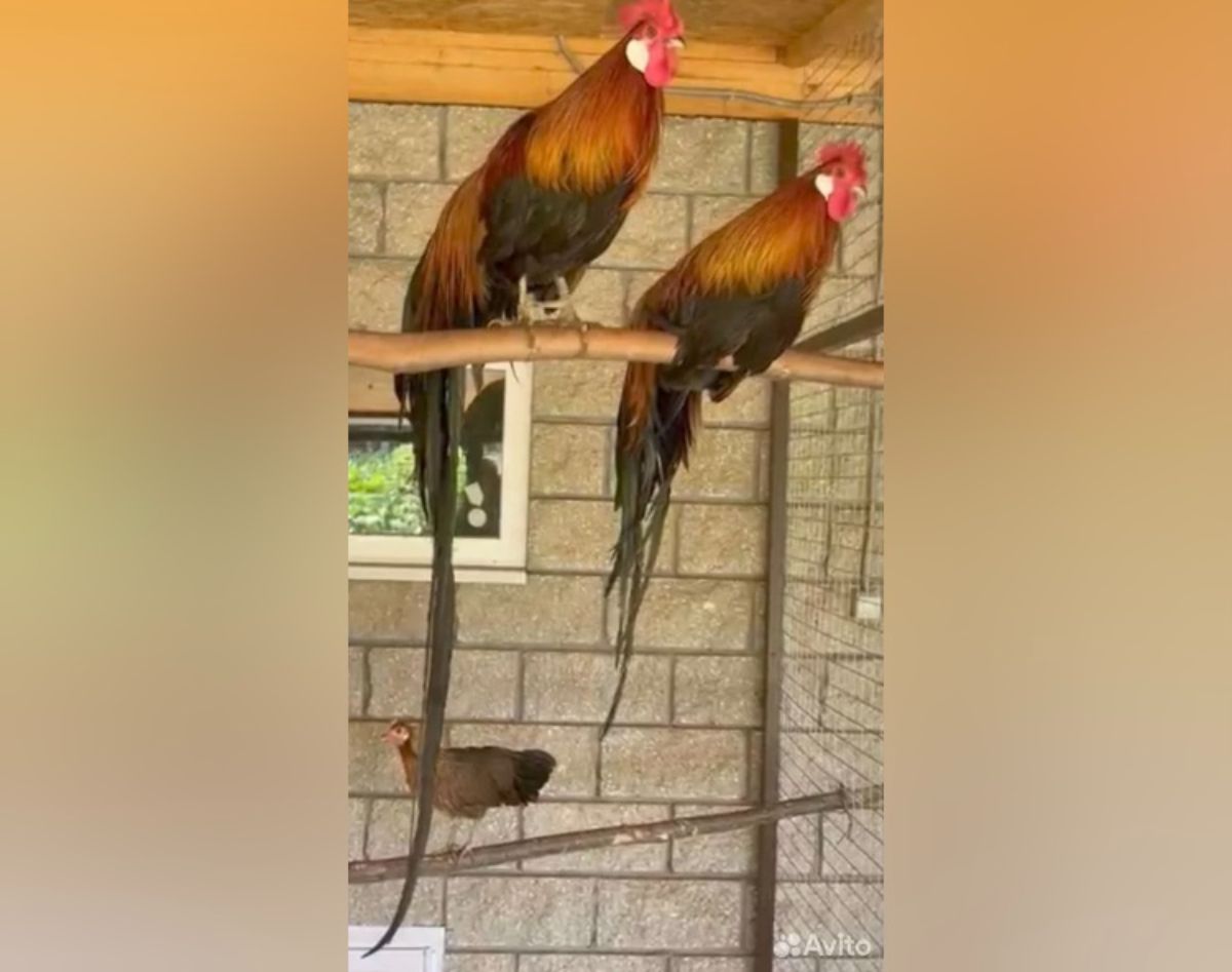 Two Jangmigye roosters perched on a wooden stick.