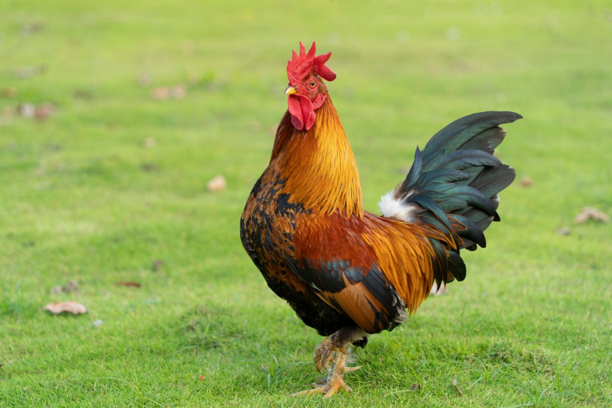 A beautiful brown Japanese Bantam rooster standing on green grass.