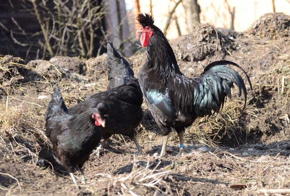 A Kosova Longcrower chicken flock in a backyard looking for food.