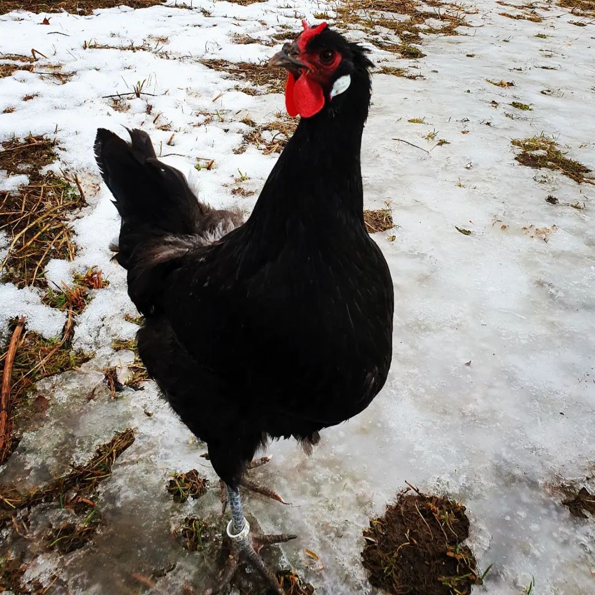 A beautiful La Fleche Chicken walking on frozen ground.
