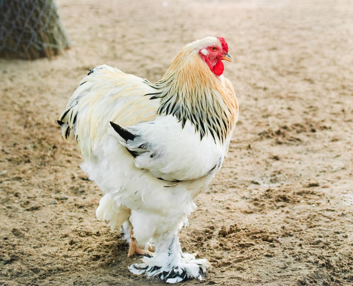 A big beautiful Light Brahma rooster in a backyard on sandy soil.
