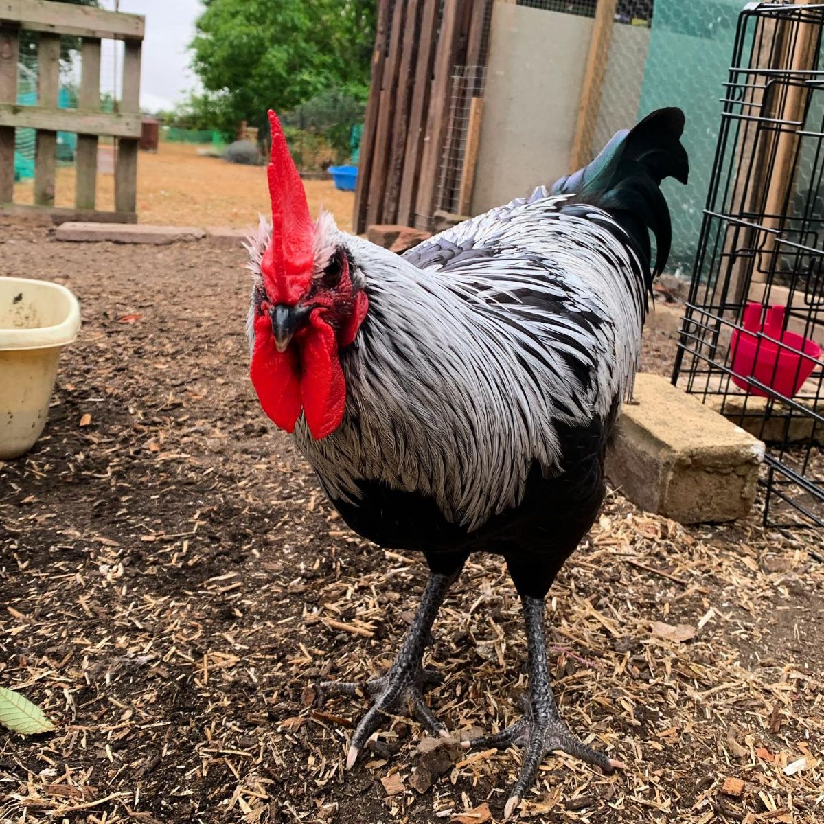 A beautiful Norfolk Grey rooster at a funny pose looking into a camera.