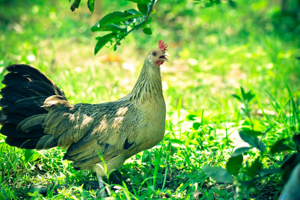 An adorable Onagadori hen in a backyard under a tree.