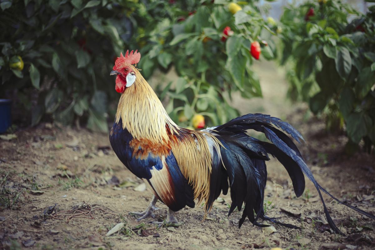 A beautiful gold-laced Pheonix rooster in a backyard garden.