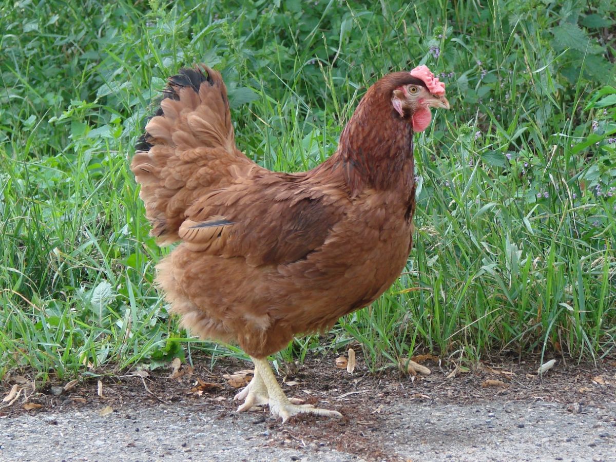 An adorable brown Poltava hen in a backyard.