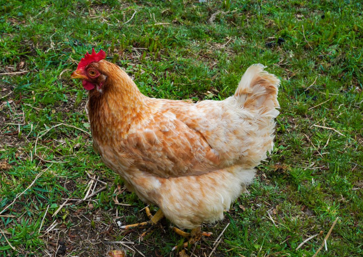 An adorable Red Shaver Chicken on a backyard pasture.