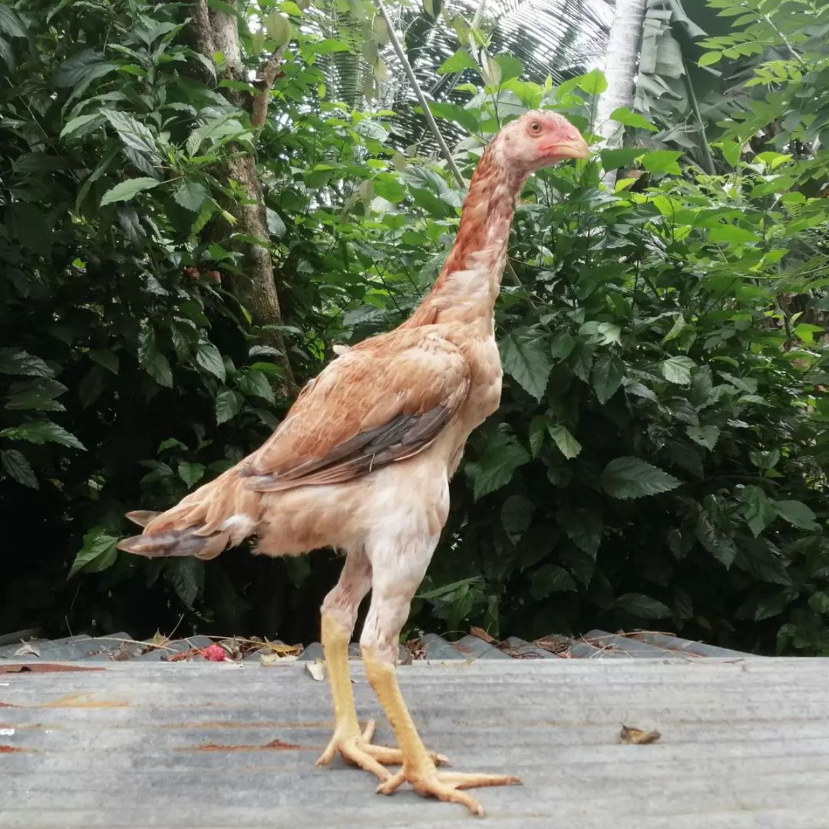 A big, tall brown Shamo hen in a backyard,