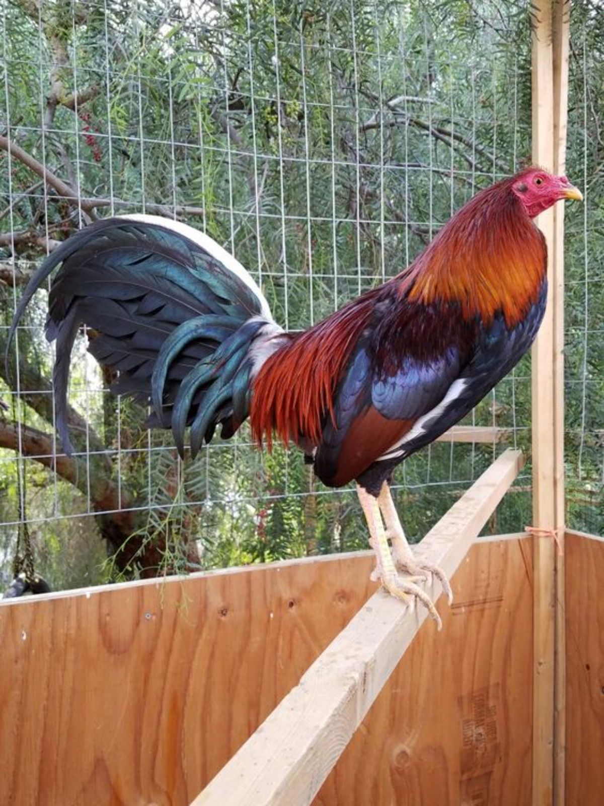 A brown Spanish Game rooster perched on a wooden board.