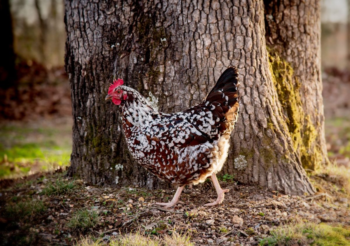 A beautiful Spckled Sussxed hen walking in a backyard.