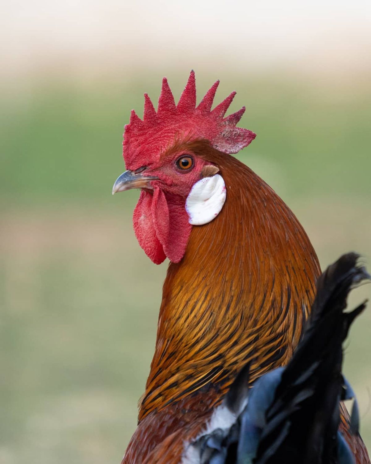 A close-up of a Utrerana rooster.