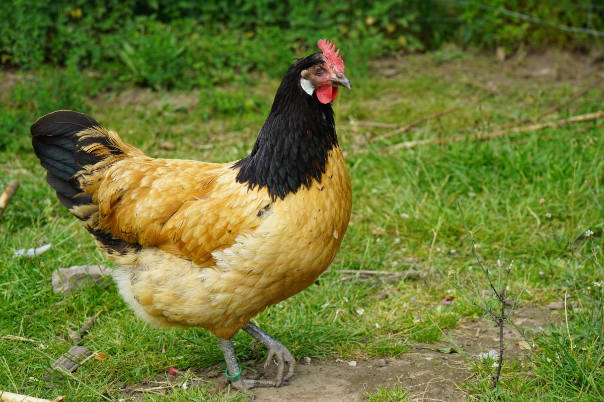 A beautiful golden Vorwerk Chicken wandering in a backyard.