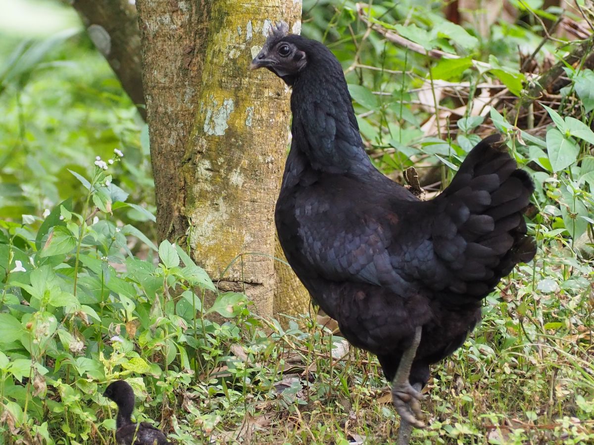 A beautiful black Ayam Cemani hen in a backyard garden.