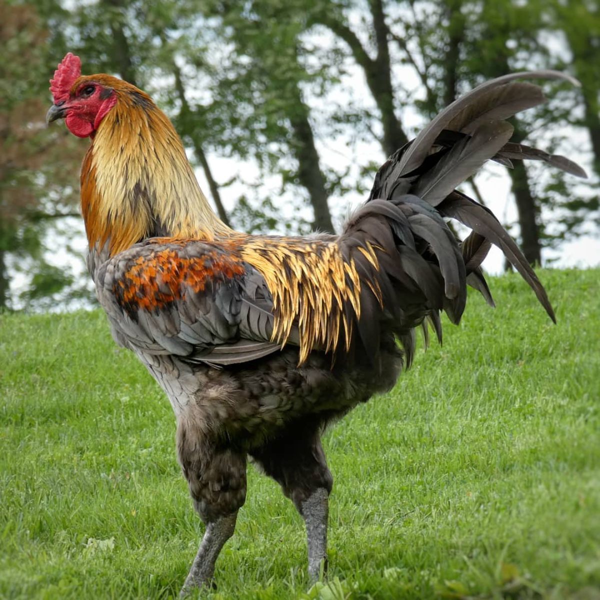 A beautiful big Liege Fighter rooster on green grass.
