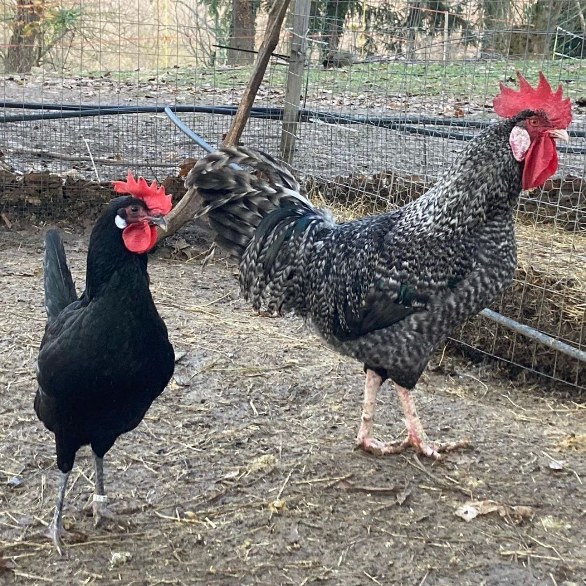 A Utrerana rooster and a black hen in a backyard.