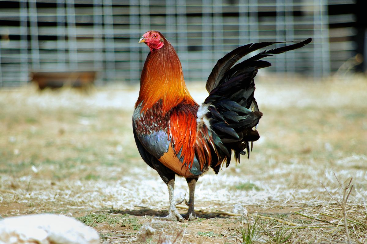 A beautiful American Game rooster in a backyard on a sunny day.