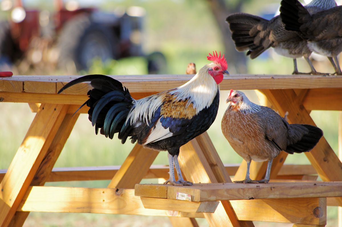 American Game rooster and hen perched on a wooden beer set.