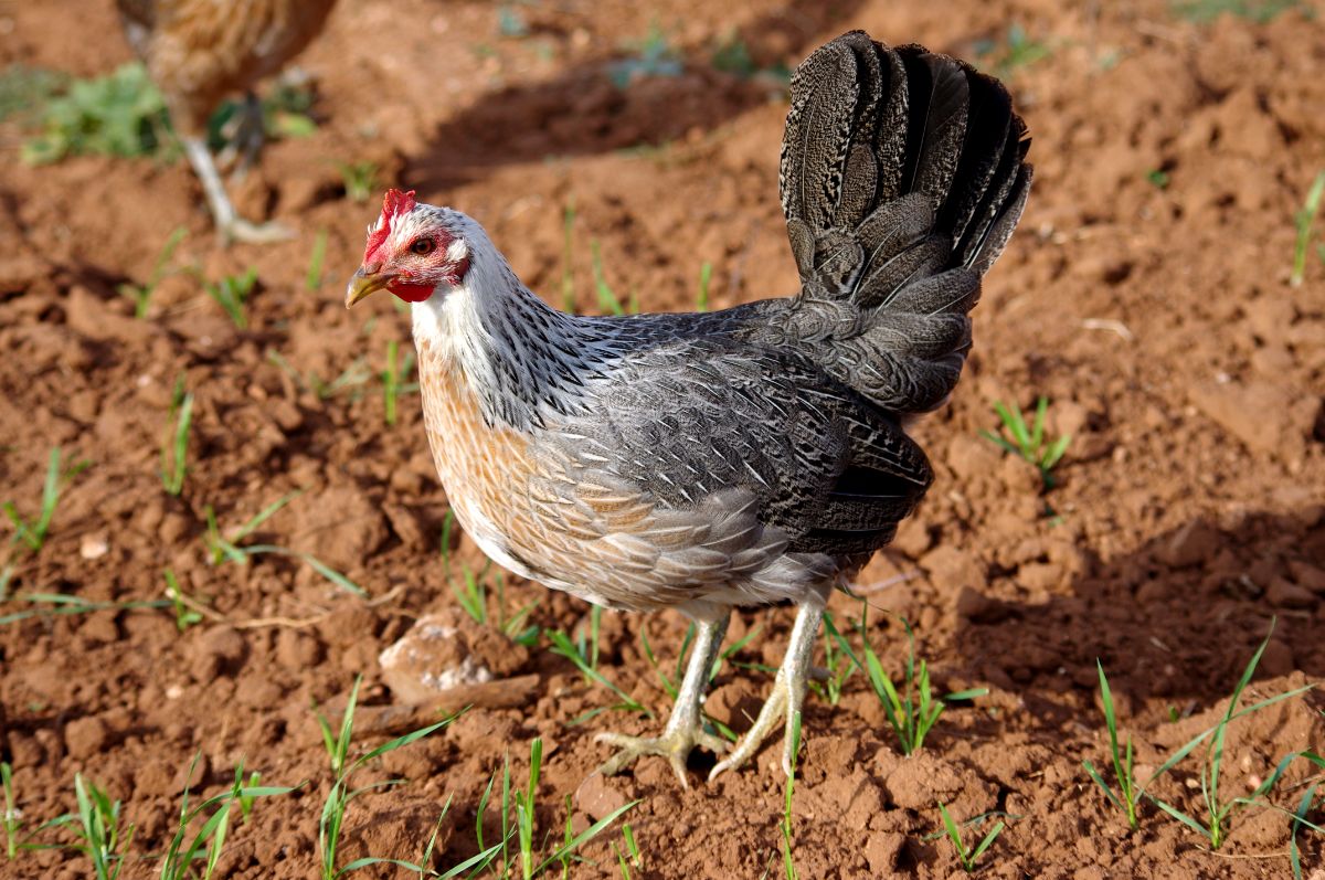 An adorable American Game hen standing on soil.