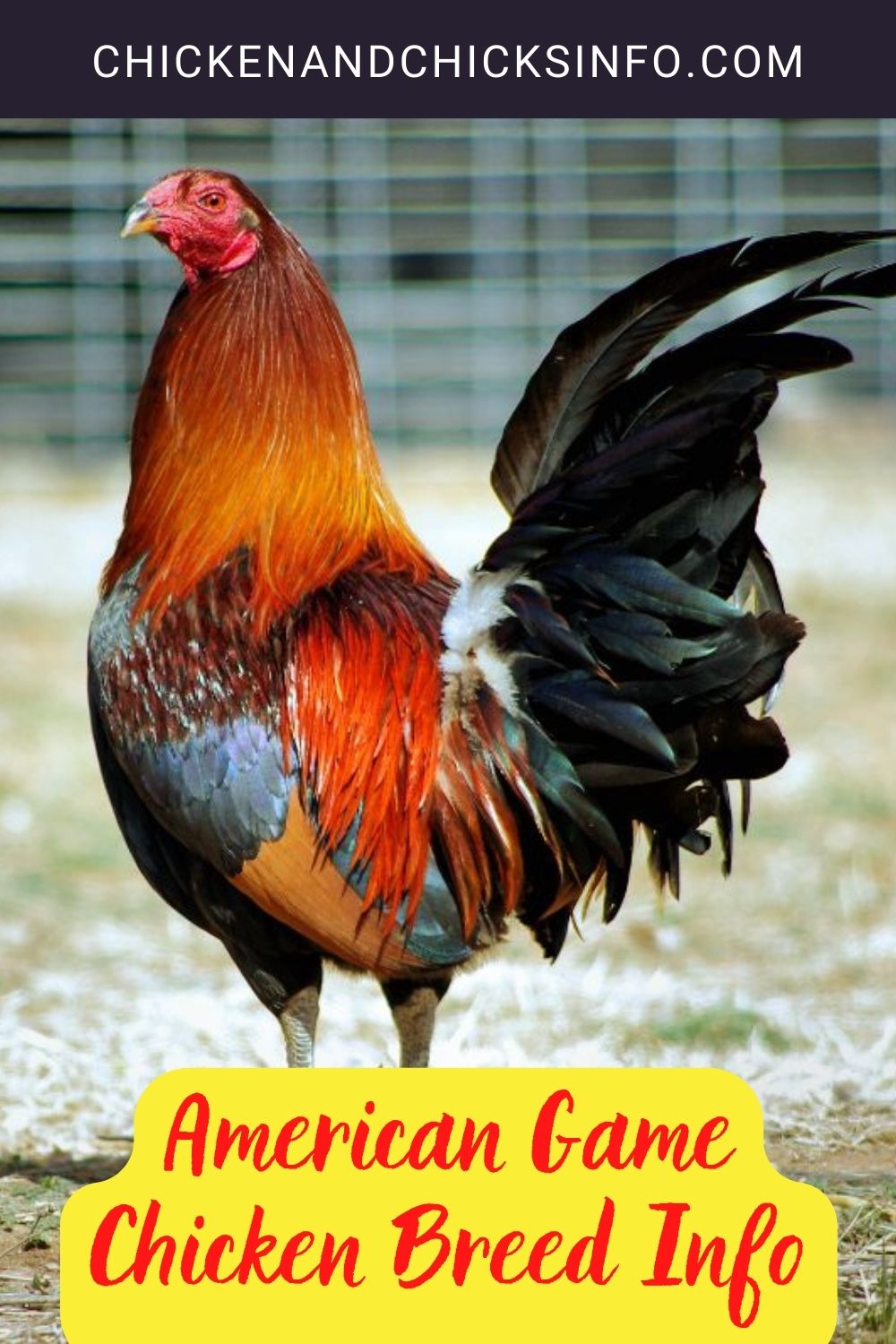 American Game Chicken Breed Info pinterest image.