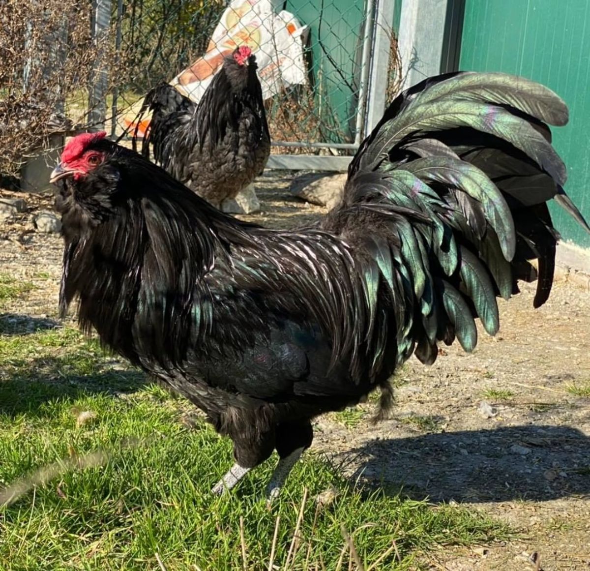A beautiful black Appenzeller Barthuhner rooster in a backyard.