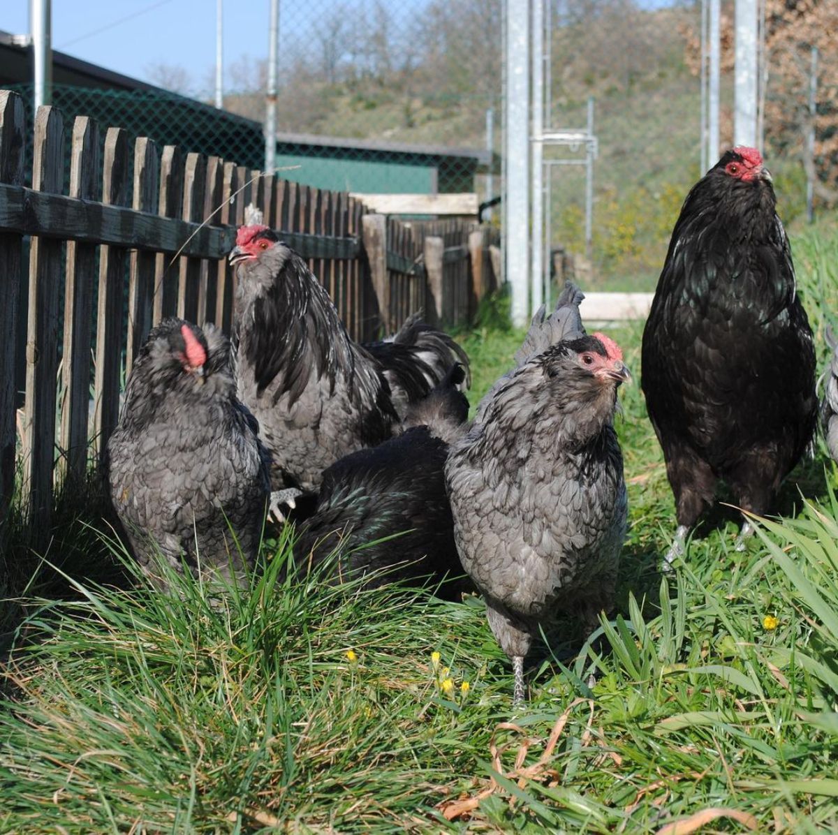 An Appenzeller Barthuhner chicken flock in a backyard near a wooden fence.