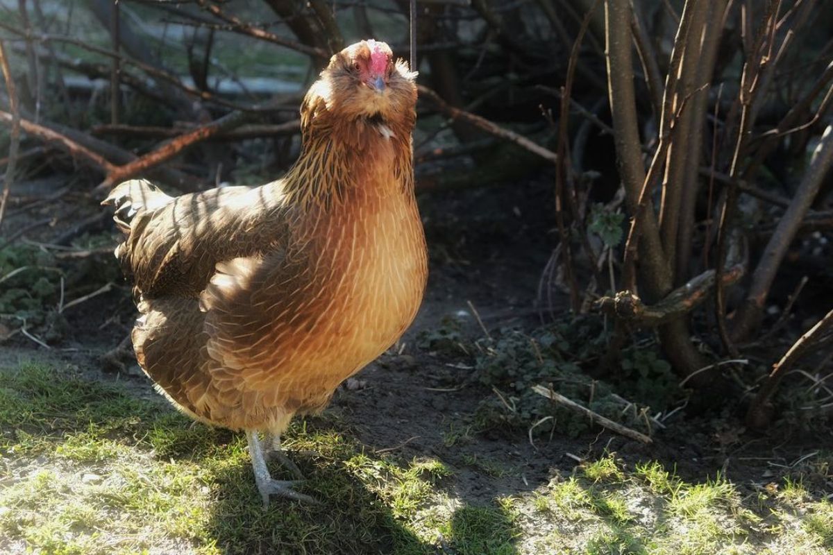 A beautiful brown Appenzeller Barthuhner hen wandering in a backyard.