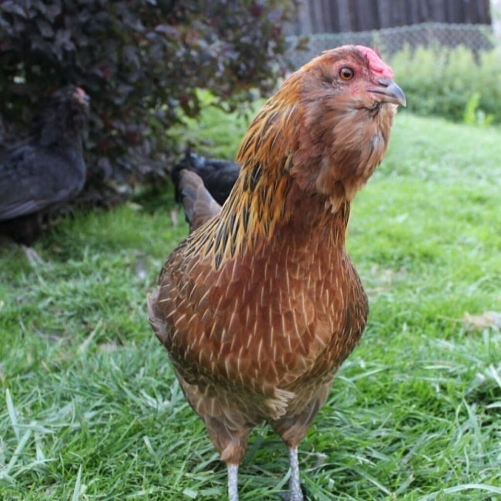 Appenzeller Barthuhner Chicken Breed Info - Chicken &amp; Chicks Info