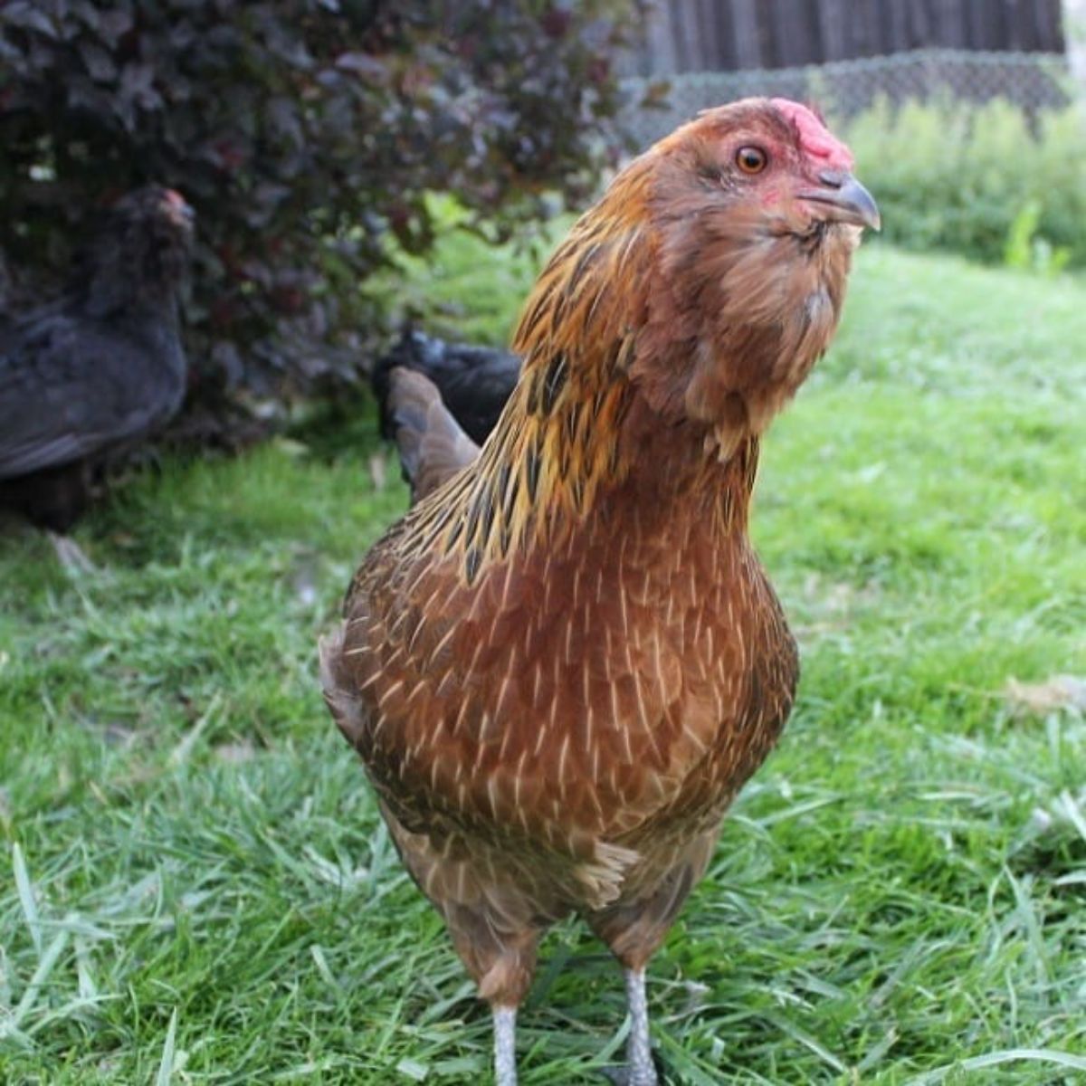 An adorable brown Appenzeller Barthuhner hen on a backyard pasture.