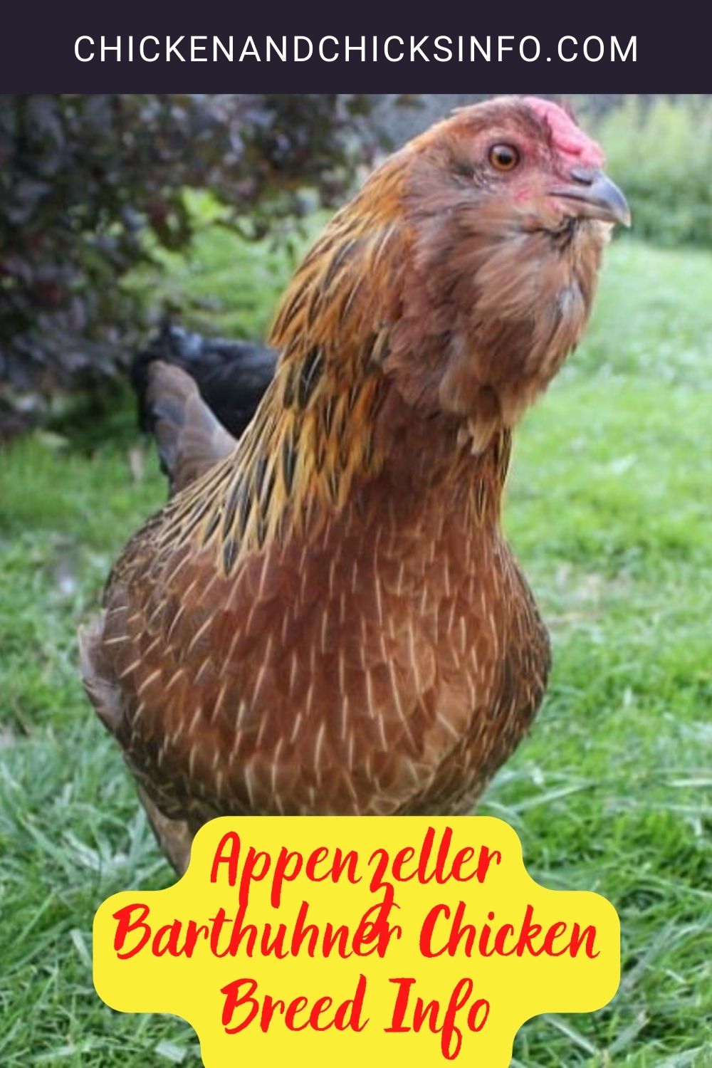 Appenzeller Barthuhner Chicken Breed Info pinterest image.