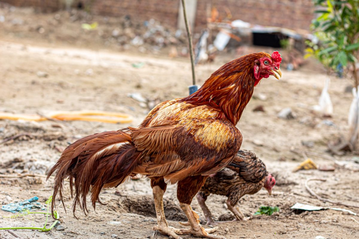 A big brown Asil rooster and hen forage food in a backyard.