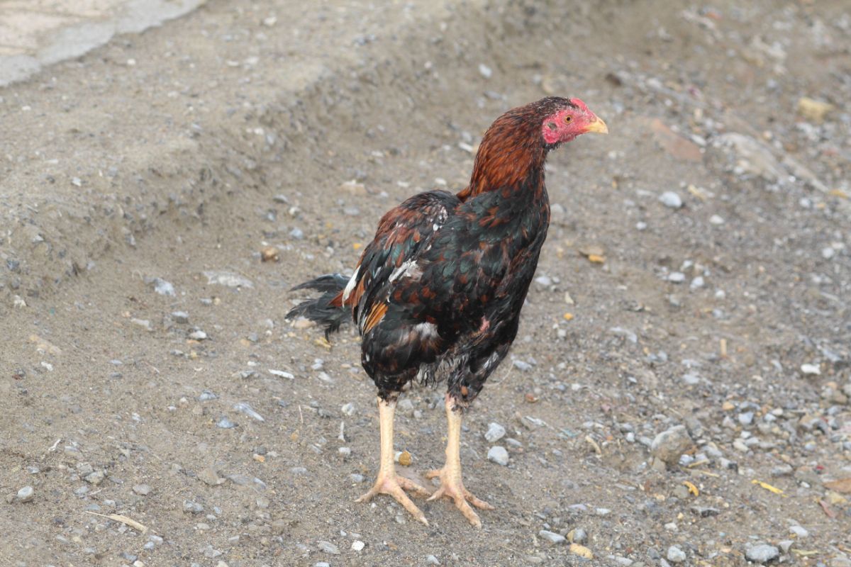 An adorable black-brown Asil hen in a backyard.