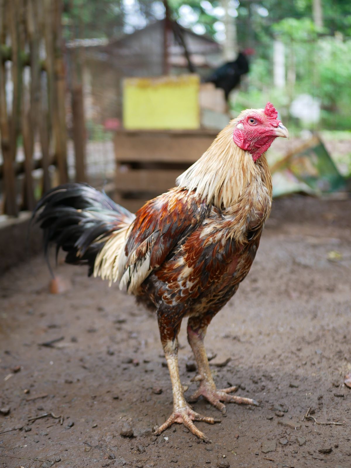 Adorable speckled Asil hen in a backyard.