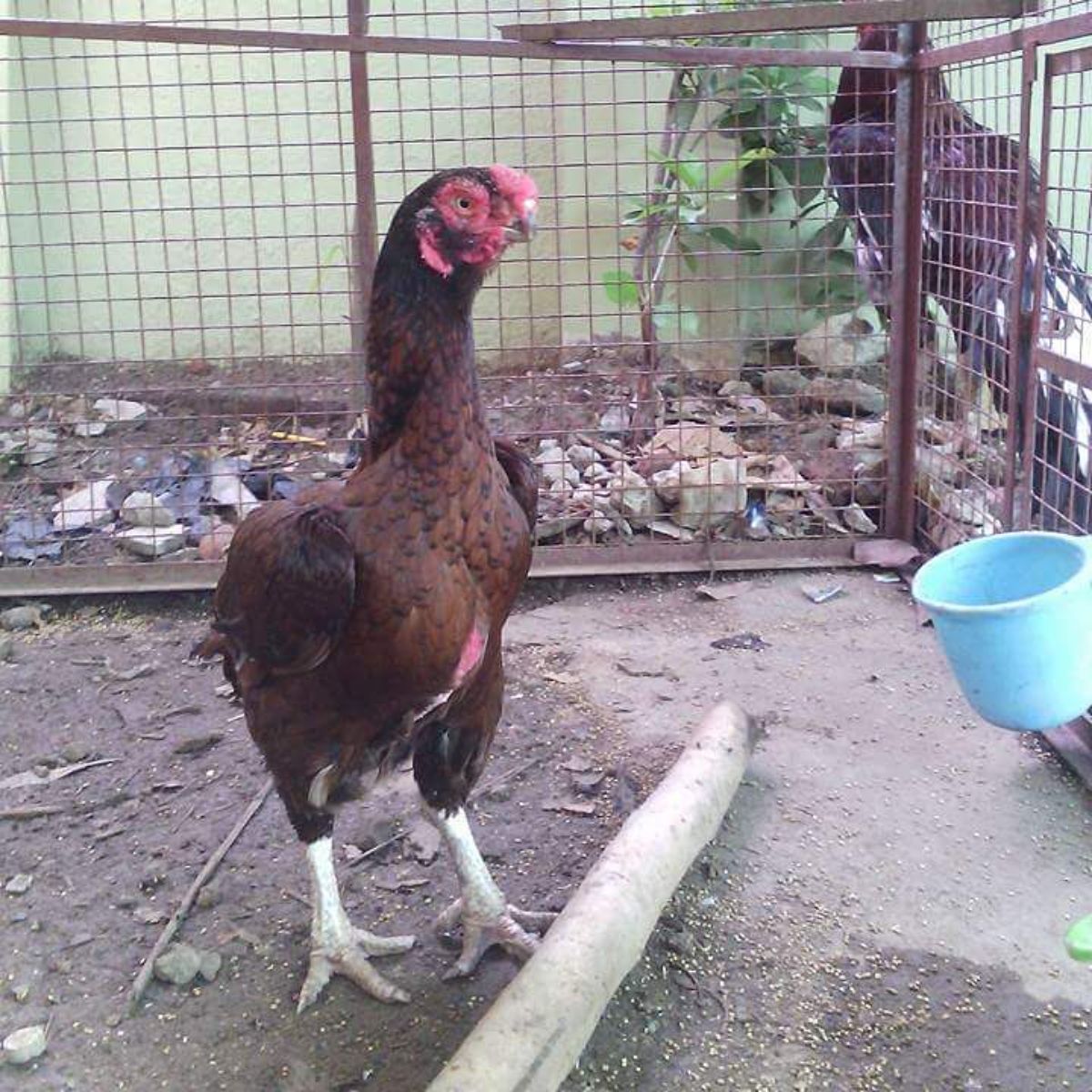 An adorable brown Asil chicken in a backyard.