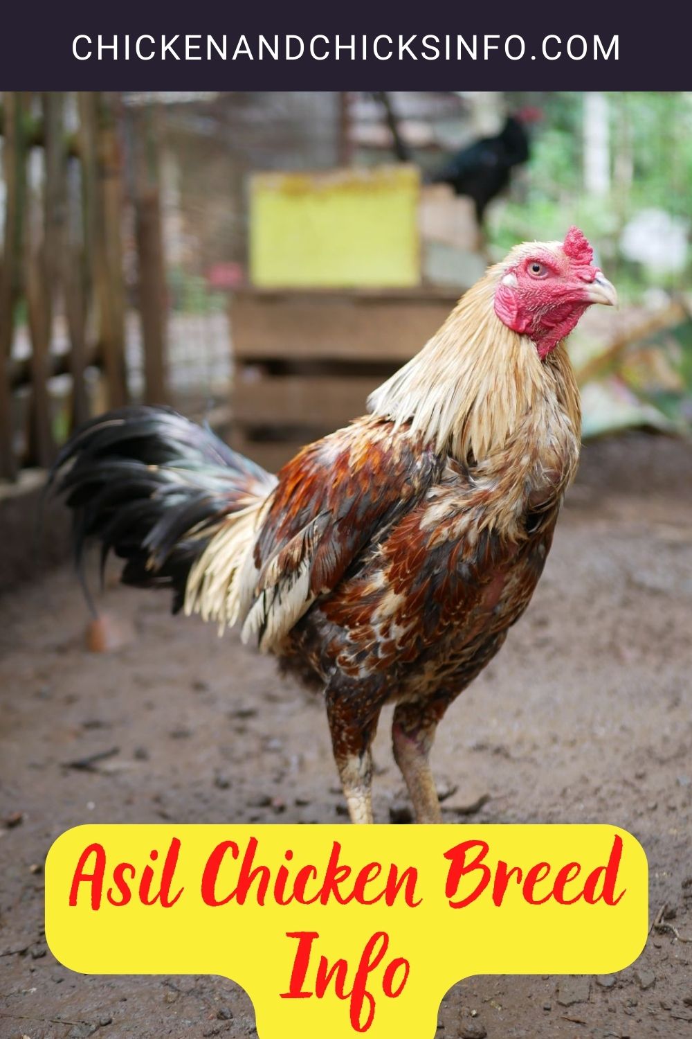 Asil Chicken Breed Info + Where to Buy pinterest image.