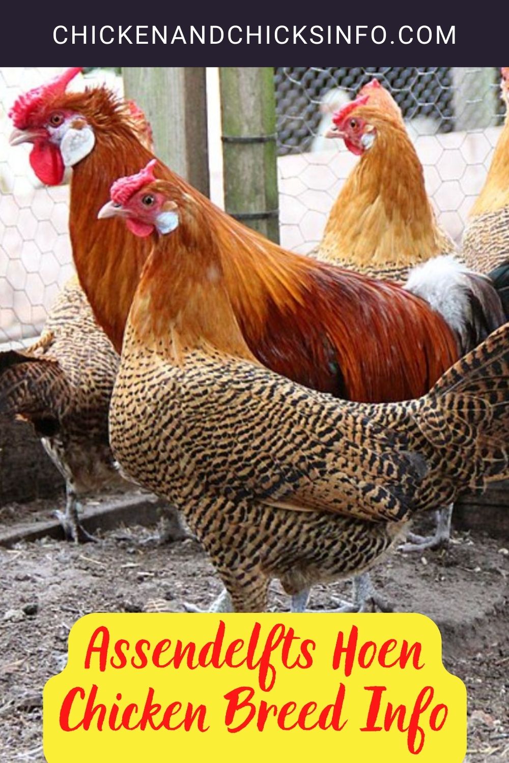 Assendelfts Hoen Chicken Breed Info pinterest image.