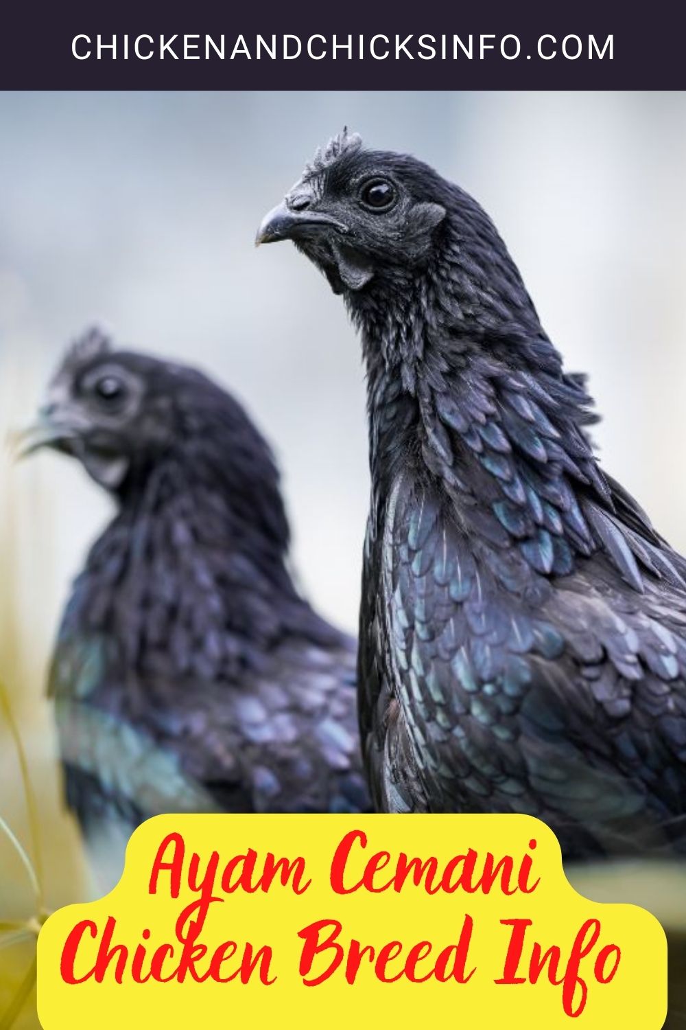 Ayam Cemani Chicken Breed Info + Where to Buy pinterest image.